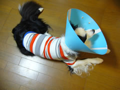 06120408.jpg