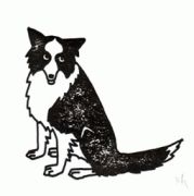 dog.jpg
